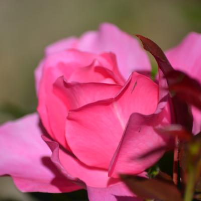 Dsc 0513