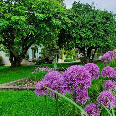 Green Arte -Ail d'ornement